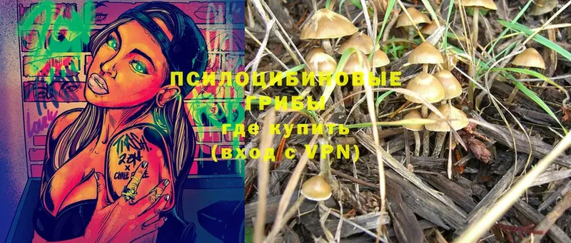 Галлюциногенные грибы Cubensis  Сертолово 